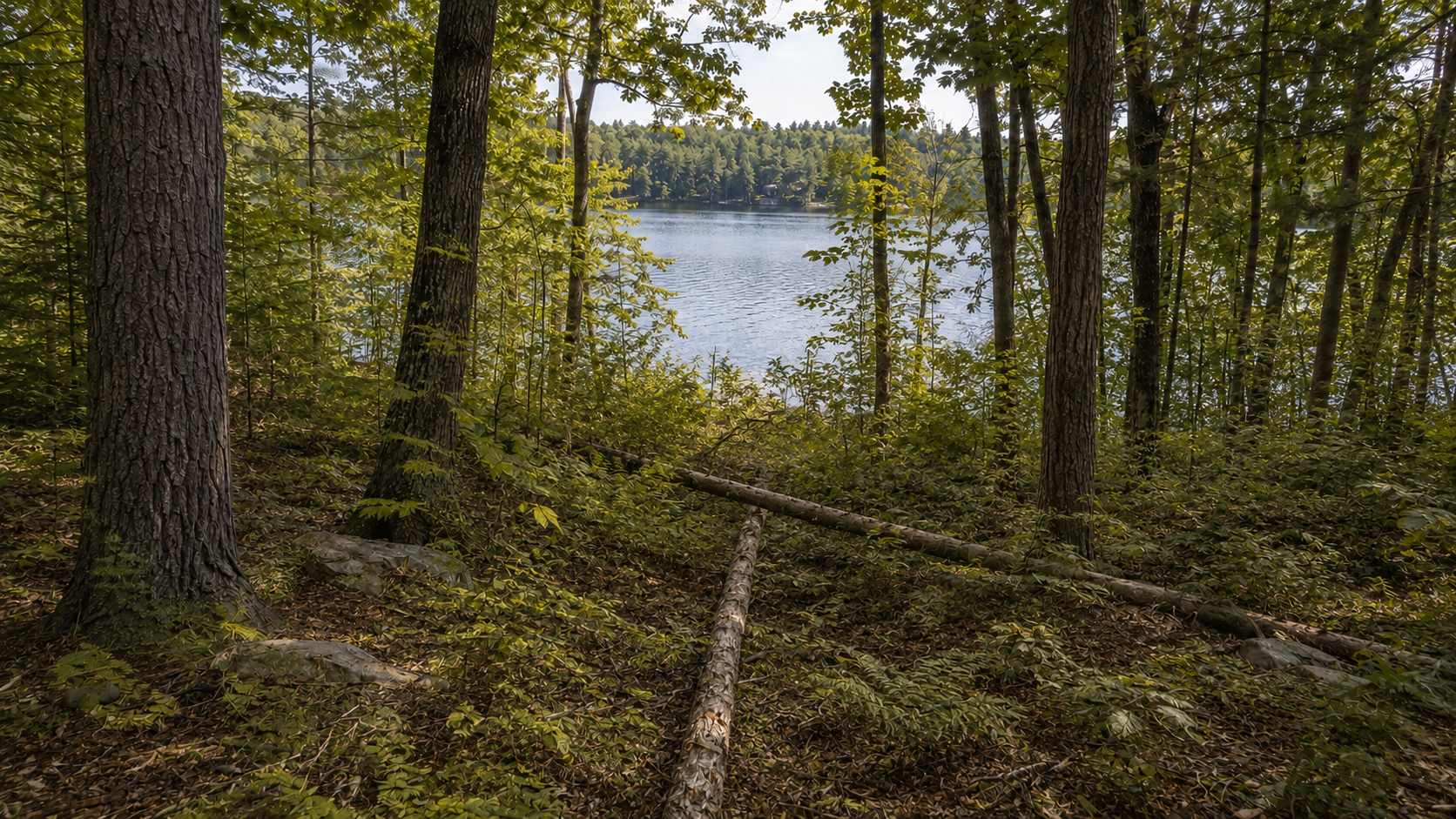 Sebago Lake Waterfront Clearing in Standish, ME — overgrown property before clearing