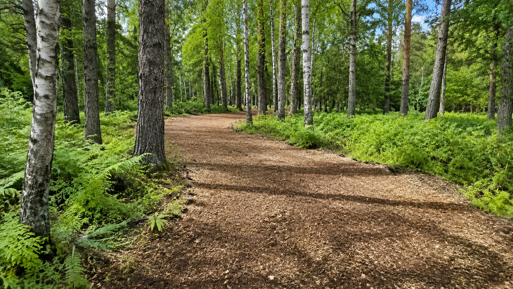 Nature Preserve Trail Loop in Buxton, ME — after forestry mulching and land clearing