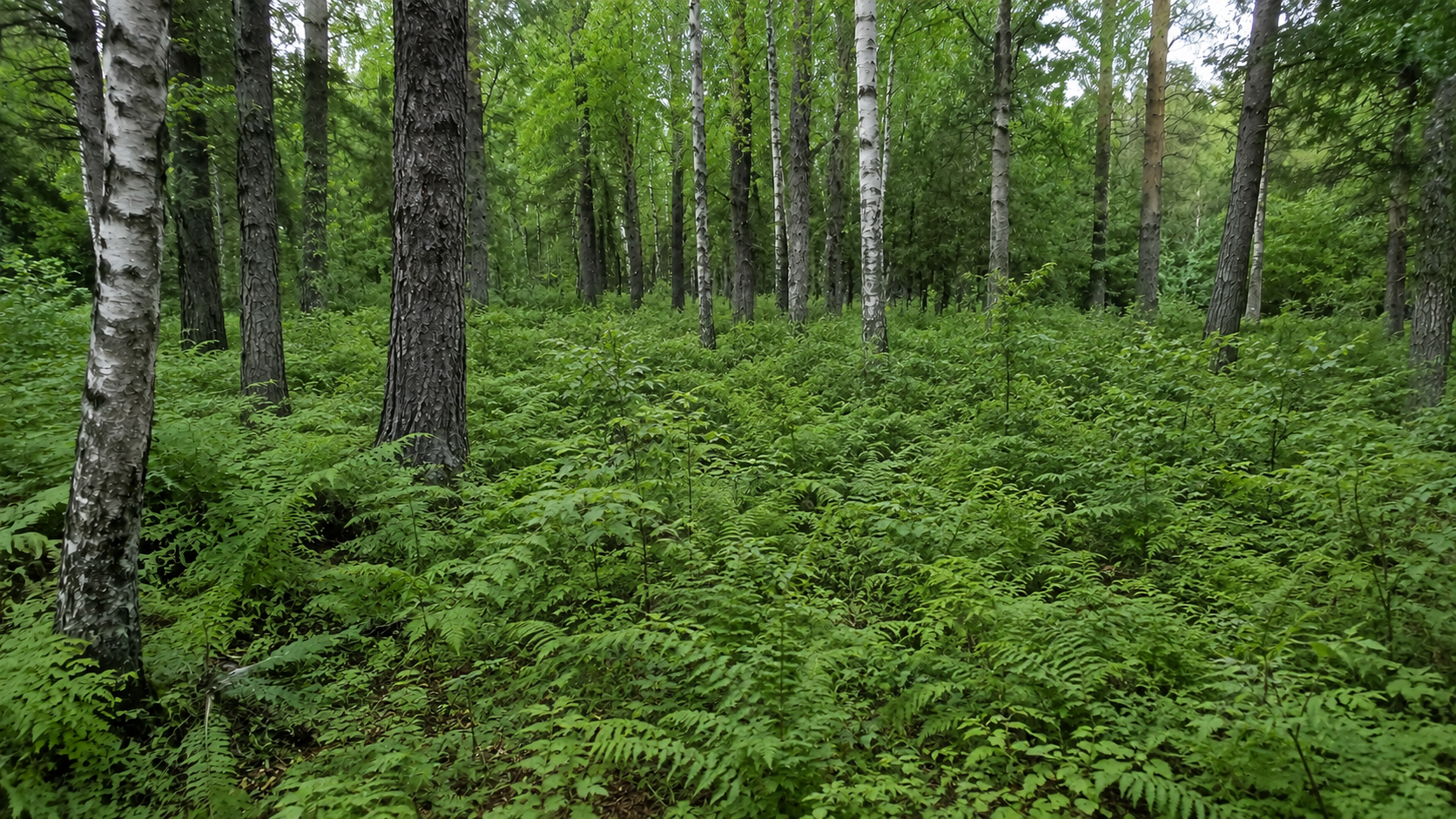 Nature Preserve Trail Loop in Buxton, ME — overgrown property before clearing