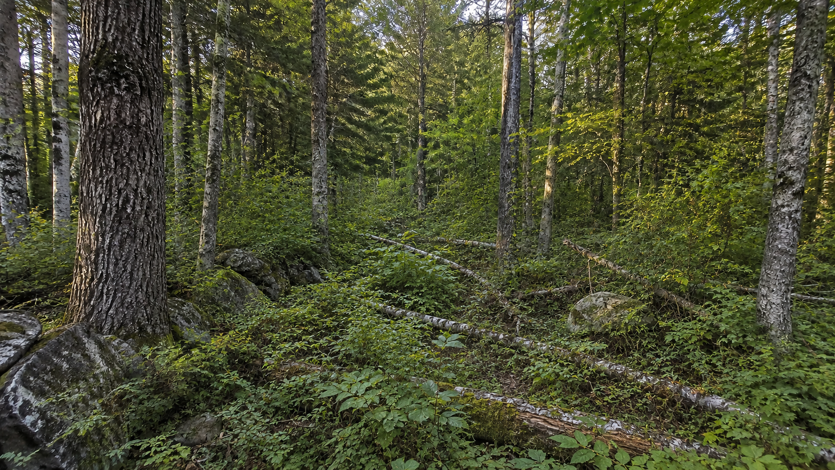 Woodland Hiking Trail Creation in Gorham, ME — overgrown property before clearing