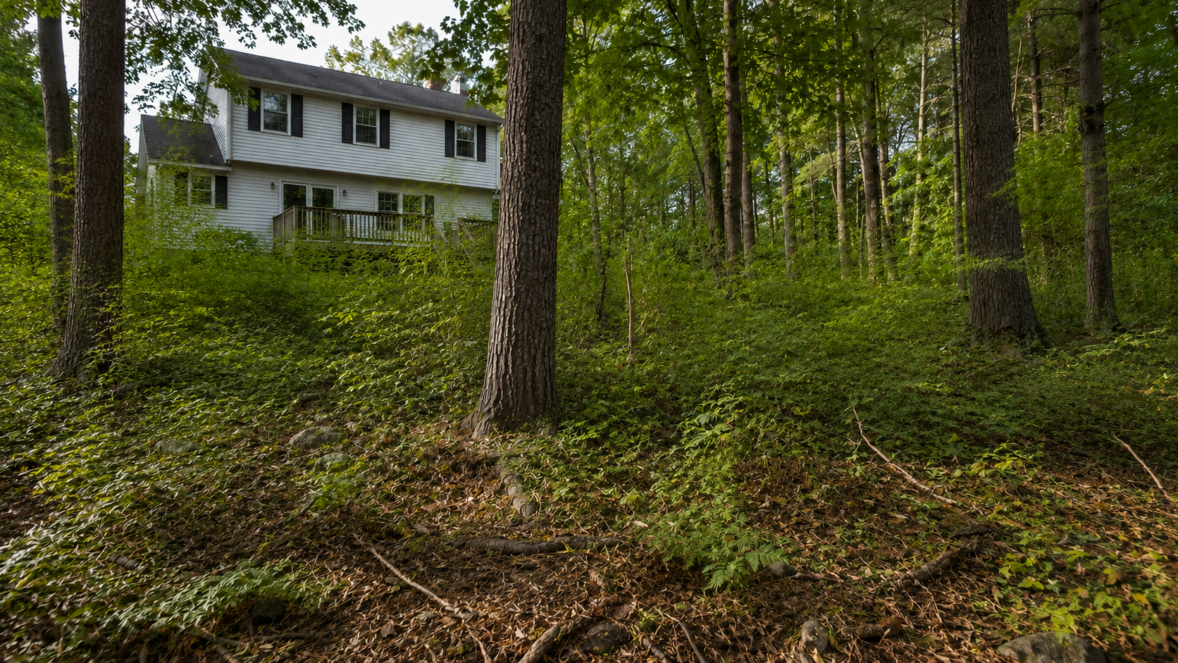 Property before forestry mulching