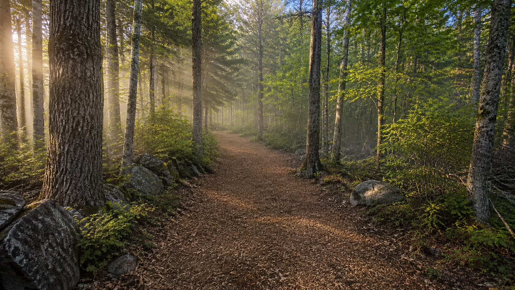 Woodland Hiking Trail Creation in Gorham, ME — after forestry mulching and land clearing